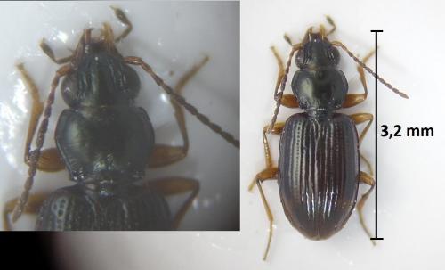 Réf. 189 456 : Bembidion assimile